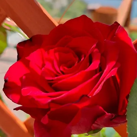 Apartment Rachele House